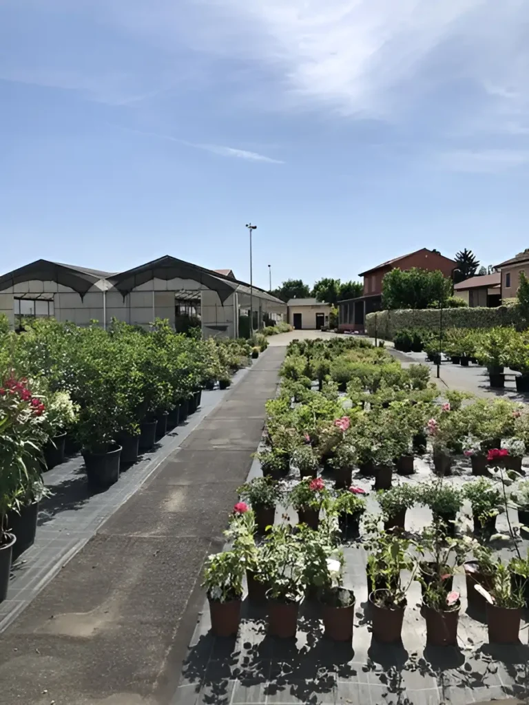 vivai boiago - Breda di Piave Treviso - Fiori in vendita